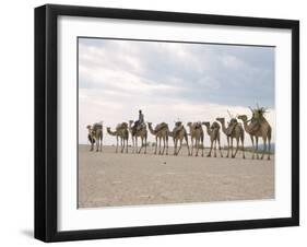 Camel Train Led by Afar Nomad in Very Hot and Dry Desert, Danakil Depression, Ethiopia, Africa-Tony Waltham-Framed Photographic Print