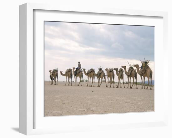 Camel Train Led by Afar Nomad in Very Hot and Dry Desert, Danakil Depression, Ethiopia, Africa-Tony Waltham-Framed Photographic Print