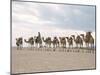 Camel Train Led by Afar Nomad in Very Hot and Dry Desert, Danakil Depression, Ethiopia, Africa-Tony Waltham-Mounted Photographic Print