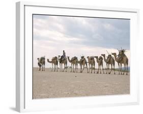 Camel Train Led by Afar Nomad in Very Hot and Dry Desert, Danakil Depression, Ethiopia, Africa-Tony Waltham-Framed Photographic Print