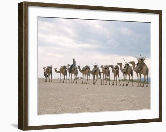 Camel Train Led by Afar Nomad in Very Hot and Dry Desert, Danakil Depression, Ethiopia, Africa-Tony Waltham-Framed Photographic Print