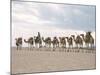 Camel Train Led by Afar Nomad in Very Hot and Dry Desert, Danakil Depression, Ethiopia, Africa-Tony Waltham-Mounted Photographic Print