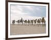 Camel Train Led by Afar Nomad in Very Hot and Dry Desert, Danakil Depression, Ethiopia, Africa-Tony Waltham-Framed Photographic Print