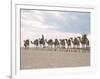 Camel Train Led by Afar Nomad in Very Hot and Dry Desert, Danakil Depression, Ethiopia, Africa-Tony Waltham-Framed Photographic Print