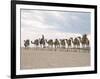 Camel Train Led by Afar Nomad in Very Hot and Dry Desert, Danakil Depression, Ethiopia, Africa-Tony Waltham-Framed Photographic Print