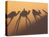 Camel Train Shadows, Erg Chebbi, Sahara Desert, Morocco-Peter Adams-Stretched Canvas