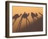 Camel Train Shadows, Erg Chebbi, Sahara Desert, Morocco-Peter Adams-Framed Photographic Print