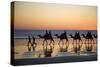 Camel Train Taking Tourists for a Ride at Cable-null-Stretched Canvas