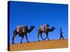 Camel Train Through Desert, Morocco, North Africa-Bruno Morandi-Stretched Canvas