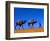 Camel Train Through Desert, Morocco, North Africa-Bruno Morandi-Framed Photographic Print