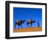 Camel Train Through Desert, Morocco, North Africa-Bruno Morandi-Framed Photographic Print