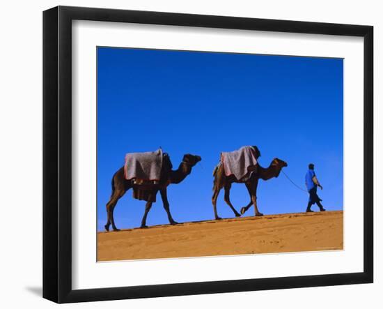 Camel Train Through Desert, Morocco, North Africa-Bruno Morandi-Framed Photographic Print