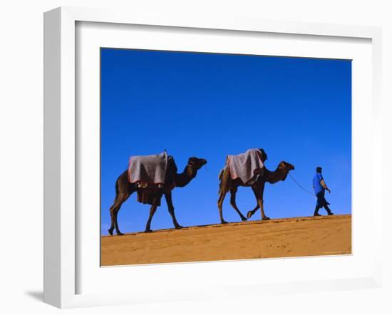 Camel Train Through Desert, Morocco, North Africa-Bruno Morandi-Framed Photographic Print