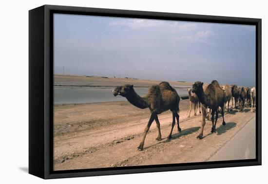 Camel Train Travelling on a Road Alongside the Euphrates Near Nasiriya, Iraq, 1977-Vivienne Sharp-Framed Stretched Canvas