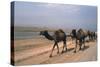 Camel Train Travelling on a Road Alongside the Euphrates Near Nasiriya, Iraq, 1977-Vivienne Sharp-Stretched Canvas