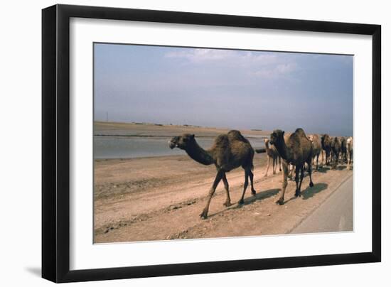 Camel Train Travelling on a Road Alongside the Euphrates Near Nasiriya, Iraq, 1977-Vivienne Sharp-Framed Photographic Print