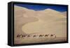 Camel Train-Tilly Willis-Framed Stretched Canvas