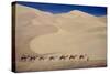 Camel Train-Tilly Willis-Stretched Canvas