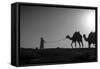 Camel Trip, Jordan-Dan Ballard-Framed Stretched Canvas