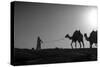 Camel Trip, Jordan-Dan Ballard-Stretched Canvas