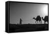 Camel Trip, Jordan-Dan Ballard-Framed Stretched Canvas