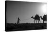 Camel Trip, Jordan-Dan Ballard-Stretched Canvas