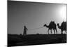 Camel Trip, Jordan-Dan Ballard-Mounted Photographic Print