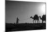 Camel Trip, Jordan-Dan Ballard-Mounted Photographic Print