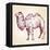 Camel Vector Illustration-VladisChern-Framed Stretched Canvas