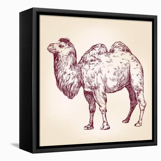 Camel Vector Illustration-VladisChern-Framed Stretched Canvas