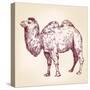 Camel Vector Illustration-VladisChern-Stretched Canvas