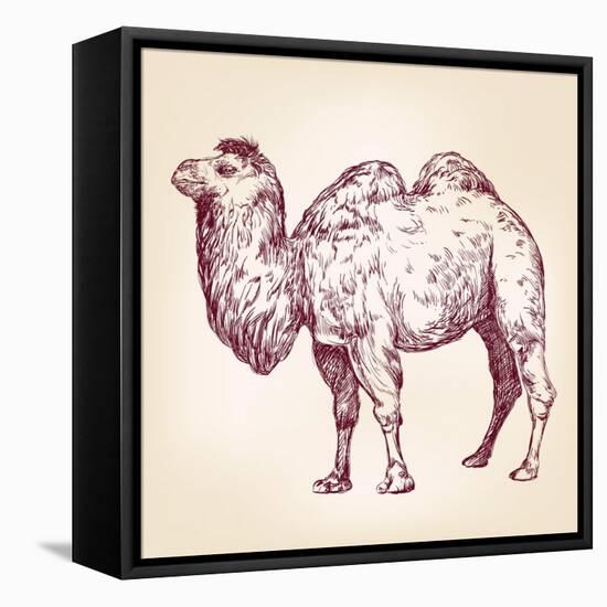 Camel Vector Illustration-VladisChern-Framed Stretched Canvas