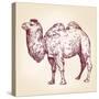 Camel Vector Illustration-VladisChern-Stretched Canvas