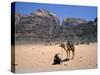 Camel, Wadi Rum, Jordan, Middle East-Michael Short-Stretched Canvas