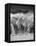 Camel Wash Station-Thomas Barbey-Framed Stretched Canvas