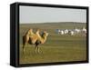 Camel with Nomad Yurt Tents in the Distance, Xilamuren Grasslands, Inner Mongolia Province, China-Kober Christian-Framed Stretched Canvas