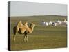 Camel with Nomad Yurt Tents in the Distance, Xilamuren Grasslands, Inner Mongolia Province, China-Kober Christian-Stretched Canvas