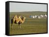 Camel with Nomad Yurt Tents in the Distance, Xilamuren Grasslands, Inner Mongolia Province, China-Kober Christian-Framed Stretched Canvas
