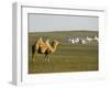 Camel with Nomad Yurt Tents in the Distance, Xilamuren Grasslands, Inner Mongolia Province, China-Kober Christian-Framed Photographic Print