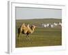 Camel with Nomad Yurt Tents in the Distance, Xilamuren Grasslands, Inner Mongolia Province, China-Kober Christian-Framed Photographic Print