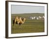 Camel with Nomad Yurt Tents in the Distance, Xilamuren Grasslands, Inner Mongolia Province, China-Kober Christian-Framed Photographic Print