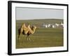 Camel with Nomad Yurt Tents in the Distance, Xilamuren Grasslands, Inner Mongolia Province, China-Kober Christian-Framed Photographic Print