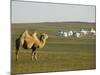 Camel with Nomad Yurt Tents in the Distance, Xilamuren Grasslands, Inner Mongolia Province, China-Kober Christian-Mounted Photographic Print