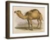 Camel with the Pyramids and Sphinx in the Background-Brittan-Framed Art Print