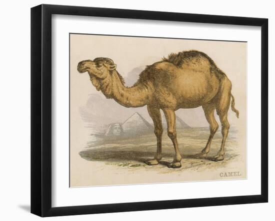 Camel with the Pyramids and Sphinx in the Background-Brittan-Framed Art Print