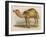 Camel with the Pyramids and Sphinx in the Background-Brittan-Framed Art Print