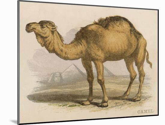 Camel with the Pyramids and Sphinx in the Background-Brittan-Mounted Art Print