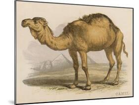 Camel with the Pyramids and Sphinx in the Background-Brittan-Mounted Art Print
