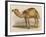 Camel with the Pyramids and Sphinx in the Background-Brittan-Framed Art Print