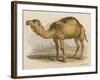 Camel with the Pyramids and Sphinx in the Background-Brittan-Framed Art Print